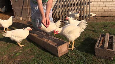 Peasant girl feed farm broiler chicken with grains