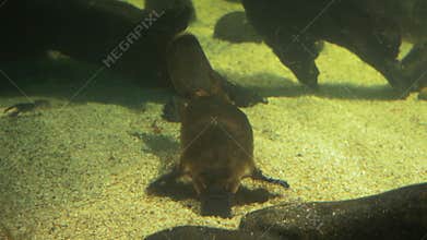 Australian platypus feeding