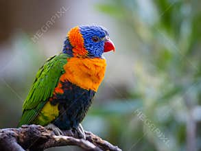 Bright Rainbow Lorikeet parrot