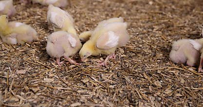 young broiler chickens at a large poultry farm
