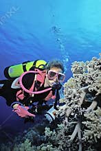 Indonesia soft coral