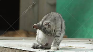 Cat Grooming Outdoor Cleaning Animal