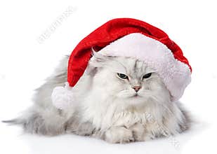 Christmas cat in red Santa Claus cap