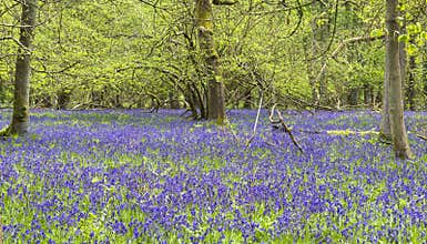 Bluebells in spring forest