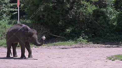 Elephant playting football in front of tourists at Chiang Mai, Thailand