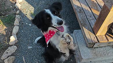 Funny Dog Begging on Hind Legs