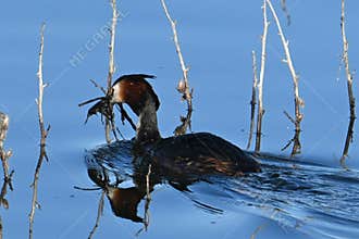 Great Grebe , Podiceps cristatus , nature, ecology, wetlands