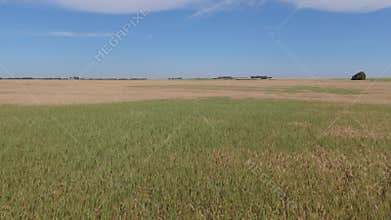 Aerial view of a field of barely in rural Alberta