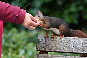 A red squirrel on a wooden park bench being fed nuts by a person in Campo Grande Park, Valladolid, Spain. 03 03 2025