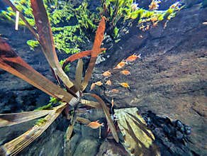 Underwater scene featuring fish swimming among aquatic plants in a marine environment during daylight hours