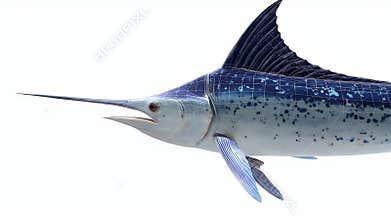 Striking Blue Marlin Profile, Ocean Predator, Isolated on White
