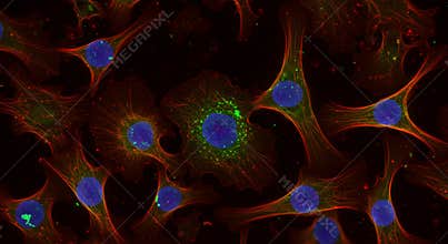 Microscopic Cell Structures