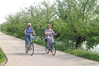 Elderly women cycle at the Apple (Appeldijk), Tricht / Geldermalsen,Betuwe,Netherlands