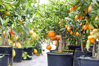 Citrus garden full of small trees