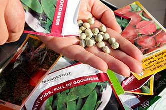 Shaking seeds into hand.