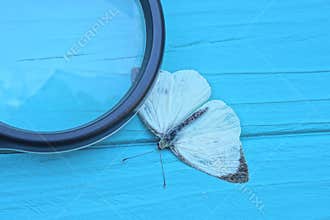 one magnifying glass magnifies a white cabbage butterfly