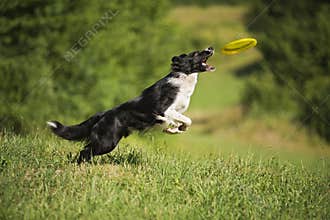 Border Collie
