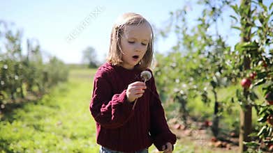 Adorable preschooler girl blowing on dandelion in apple orchard