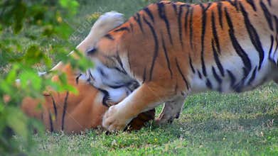 Tigers fight game play.