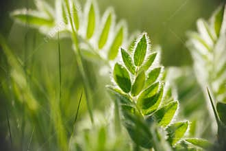 Spring or summer abstract nature background
