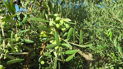 Olive plantation in a Mediterranean landscape