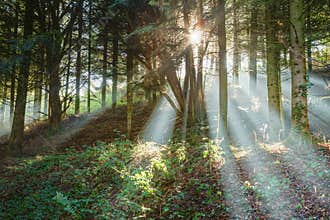 Early morning on foggy forest alley