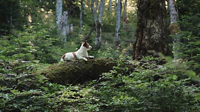 Jack Russell Terrier resting on trunk