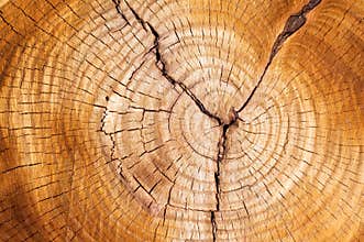 Tree rings