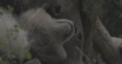 Ungraded C LOG 2, Giant Panda Play In Slow Motion. Big Panda Foot Close-up View. Bear Or Simply, Is Bear Species Endemic