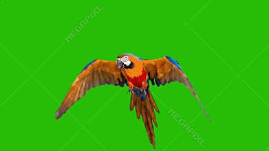Flying Macaw Parrot Green Screen Footage high quality 4k video