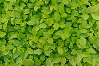 Green leaves background