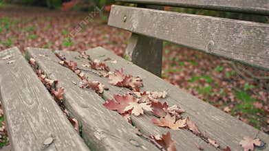 Fallen Autumn Leaves on a Park Bench