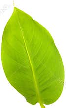 Banana Leaf