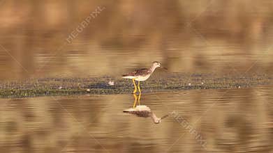 Greater Yellowlegs in northern California