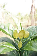 coffee leaf shoots in the garden
