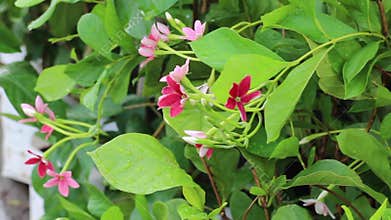 Relaxing view of greenery plant and tree market at Chiang Mai, Thailand