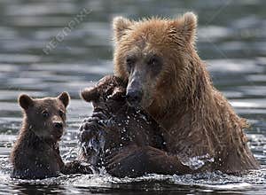 Bear