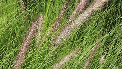 Relaxing view of greenery plant and tree market at Chiang Mai, Thailand