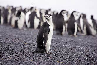 Chinstrap Penguin Antarctica