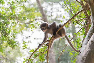 Baby monkey is hanging on the tree