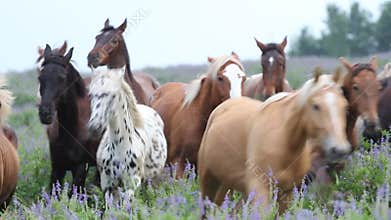Horses herd running in the field