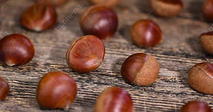 a hard edible chestnut fruit in a brown shell on a