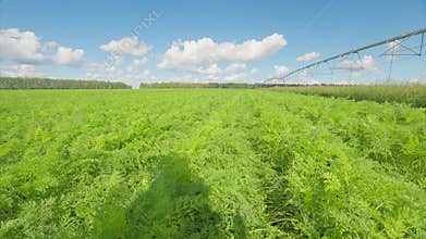 A Vibrant Green carrots Field Extends Beneath a Bright Clear Blue Sky, Appearing Very Inviting