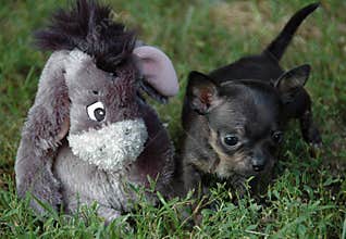 Chihuahua puppies 85
