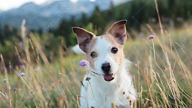 jack russell among wildflowers in alpine meadow