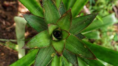 background of local pineapple tree leaves