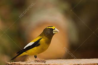 A male yellow brown black white bird called Grosbeak Yellow