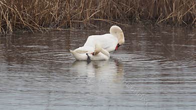 Mute swan male grooming its feathers in the water, preening, Cygnus olor