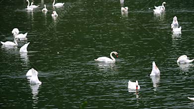 Flock of swans feeding on a lake, Cygnus olor