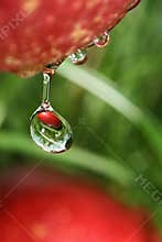 Fruit drop.